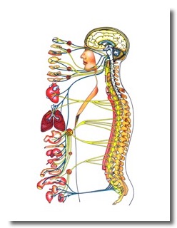 shéma de la neurologie du corps